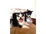 Husky Sibirya Kurdu Yavrularım
