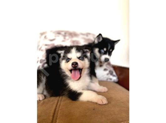 Husky Sibirya Kurdu Yavrularım görsel