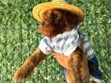 Sağlık ve ırk garantili toy poodle yavrularımız