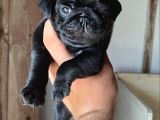 Siyah Pug Bebeler