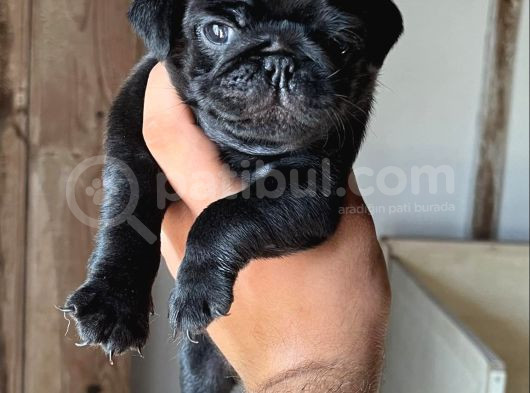 Siyah Pug Bebeler görsel