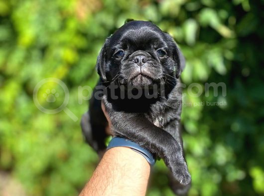 Siyah Pug Bebeler görsel