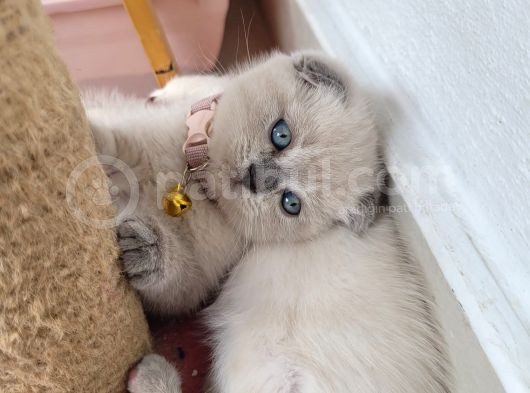 60 Günlük Scottish Fold Dişi Yavrum görsel