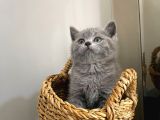 Safkan British Shorthair Ve Scotish Fold Bebekler