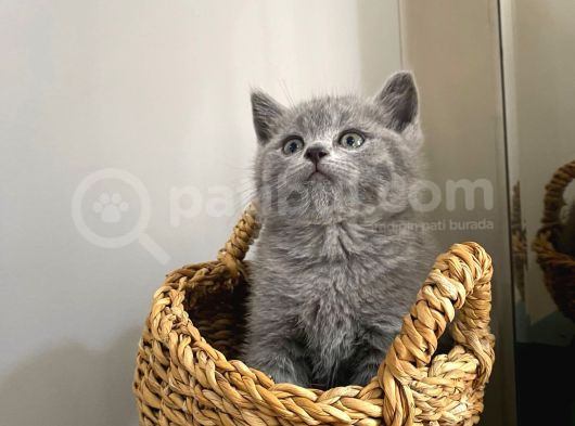 Safkan British Shorthair Ve Scotish Fold Bebekler görsel