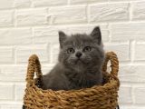 Safkan British Shorthair Ve Scotish Fold Bebekler