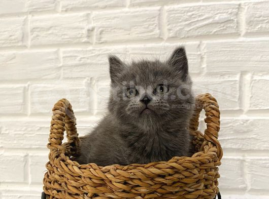 Safkan British Shorthair Ve Scotish Fold Bebekler görsel