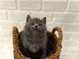 Safkan British Shorthair Ve Scotish Fold Bebekler