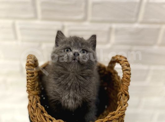 Safkan British Shorthair Ve Scotish Fold Bebekler görsel