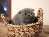 Safkan British Shorthair Ve Scotish Fold Bebekler