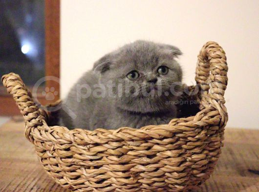 Safkan British Shorthair Ve Scotish Fold Bebekler görsel