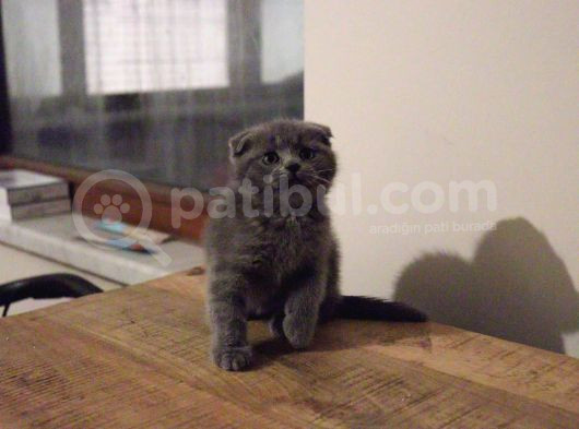 Safkan British Shorthair Ve Scotish Fold Bebekler