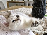 Uygun Puanlı 2 Aylık Erkek British Shorthair