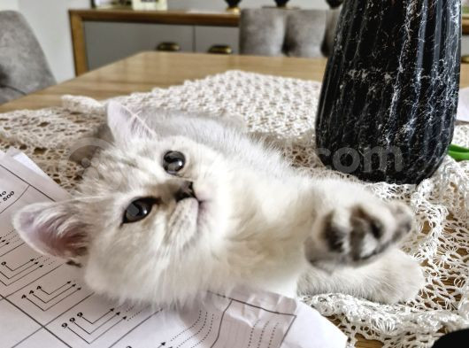 Uygun Puanlı 2 Aylık Erkek British Shorthair görsel