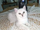 Uygun Puanlı 2 Aylık Erkek British Shorthair