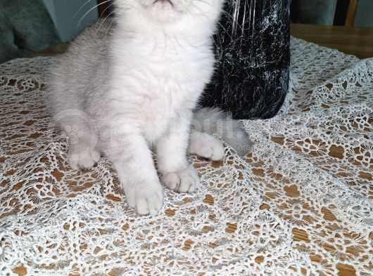 Uygun Puanlı 2 Aylık Erkek British Shorthair