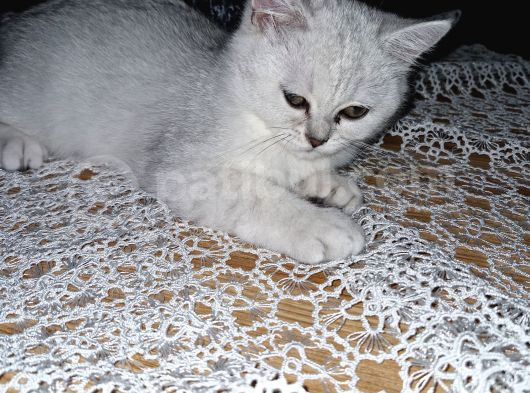 Uygun Puanlı 2 Aylık Erkek British Shorthair görsel