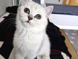 Uygun Puanlı 2 Aylık Erkek British Shorthair
