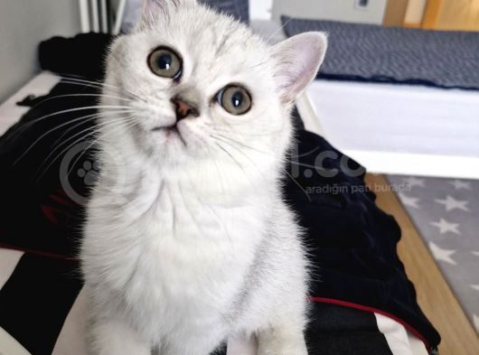Uygun Puanlı 2 Aylık Erkek British Shorthair görsel