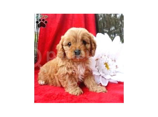 Kahve Tonlu Mini Boy Puppy Sevimli Yavrular Malti̇po Ci̇nsi̇ 