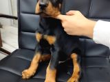 Çiftliğimizden A Class Doberman Yavrularımız