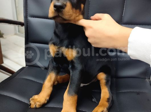 Çiftliğimizden A Class Doberman Yavrularımız görsel