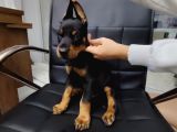 Çiftliğimizden A Class Doberman Yavrularımız
