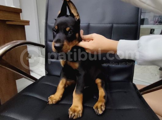 Çiftliğimizden A Class Doberman Yavrularımız görsel