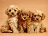 PUPPY BOY  2 KG GARANTİSİ ALTINDA MALTİPO CİNSİ YAVRULAR 