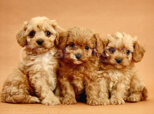 Puppy Boy  2 Kg Garanti̇si̇ Altinda Malti̇po Ci̇nsi̇ Yavrular 