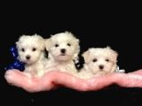 Puppy Boy  2 Kg Garanti̇si̇ Altinda Malti̇po Ci̇nsi̇ Yavrular 