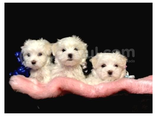 Puppy Boy  2 Kg Garanti̇si̇ Altinda Malti̇po Ci̇nsi̇ Yavrular  görsel