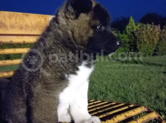 Amerikan Akita Yavrular görsel