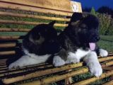 Amerikan Akita Yavrular