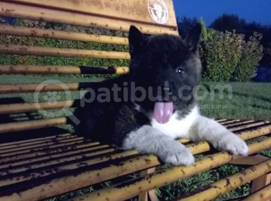 Amerikan Akita Yavrular görsel