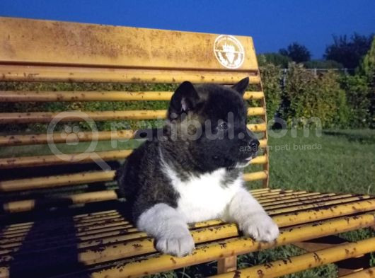Amerikan Akita Yavrular görsel