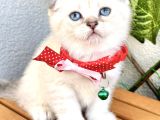 Boncuk Gözlü Erkek Scottish Fold Bebek