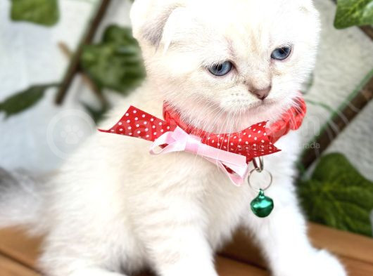 Boncuk Gözlü Erkek Scottish Fold Bebek görsel