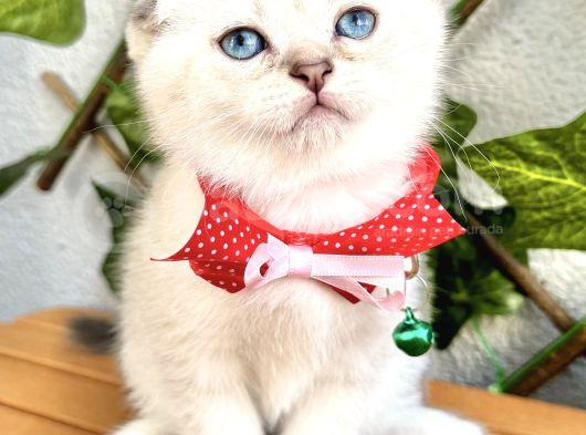 Boncuk Gözlü Erkek Scottish Fold Bebek görsel