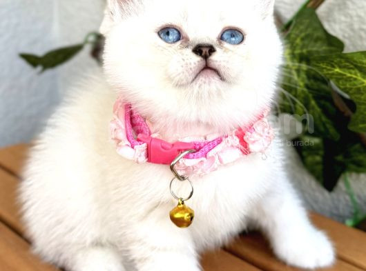 Panda Surat Dişi British Shorthair Bebek görsel