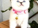 Panda Surat Dişi British Shorthair Bebek