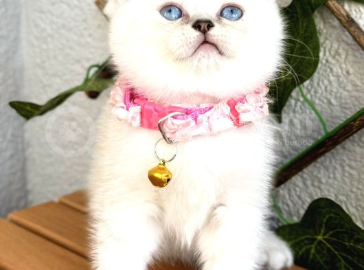 Panda Surat Dişi British Shorthair Bebek görsel