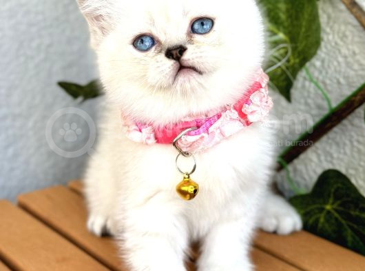 Panda Surat Dişi British Shorthair Bebek