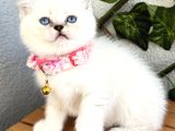 Panda Surat Dişi British Shorthair Bebek