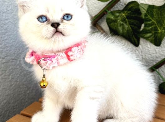 Panda Surat Dişi British Shorthair Bebek görsel