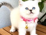 Panda Surat Dişi British Shorthair Bebek