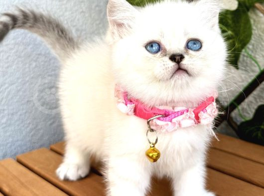Panda Surat Dişi British Shorthair Bebek görsel