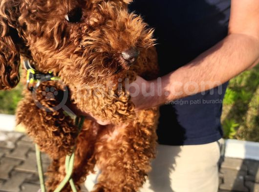 A Sınıfı Şecereli Erkek Toy Poodle görsel