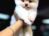 Sevimli Pomeranian Boo Yavrular Her Yere Gönderilir