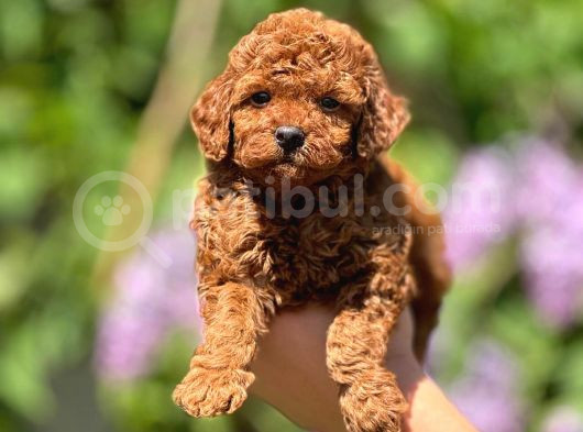 Kg Garantili Toy Poodle Yavrular Her Yere Gönderilir